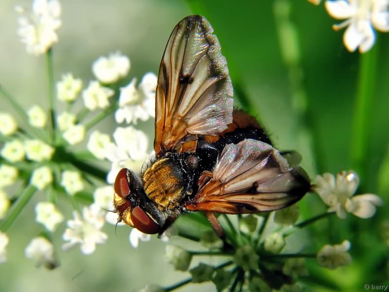 Ectophasia crassipennis (Fabricius, 1794)